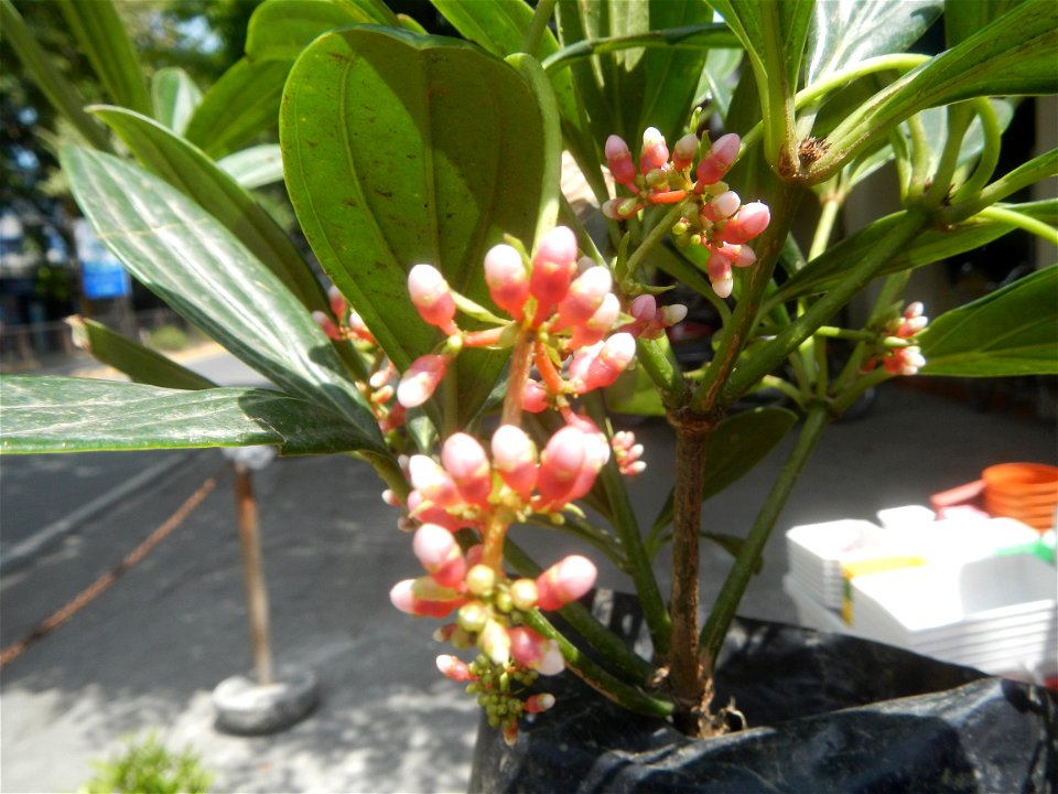 Medinilla in the Philippines  Medinilla speciosa    Medinilla magnifica in Poblacion, Baliuag, Bulacan Timeline of the 2020 coronavirus pandemic in the Philippines  2020 coronavirus pandemic in the Ph