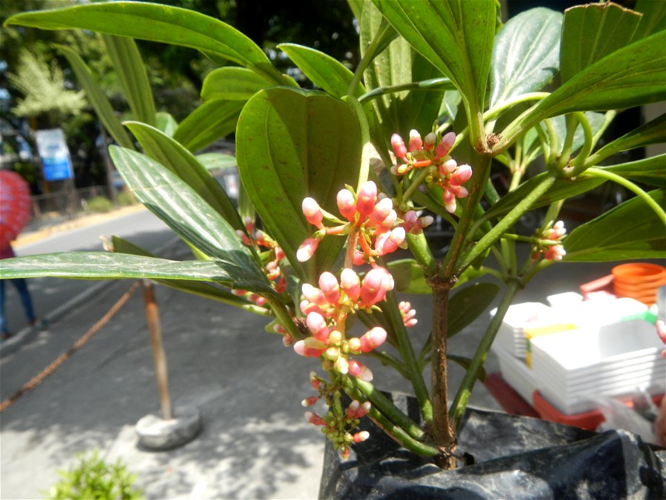 Medinilla in the Philippines  Medinilla speciosa    Medinilla magnifica in Poblacion, Baliuag, Bulacan Timeline of the 2020 coronavirus pandemic in the Philippines  2020 coronavirus pandemic in the Ph