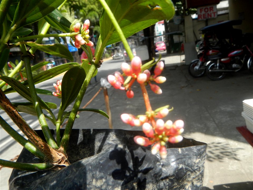 Medinilla in the Philippines  Medinilla speciosa    Medinilla magnifica in Poblacion, Baliuag, Bulacan Timeline of the 2020 coronavirus pandemic in the Philippines  2020 coronavirus pandemic in the Ph