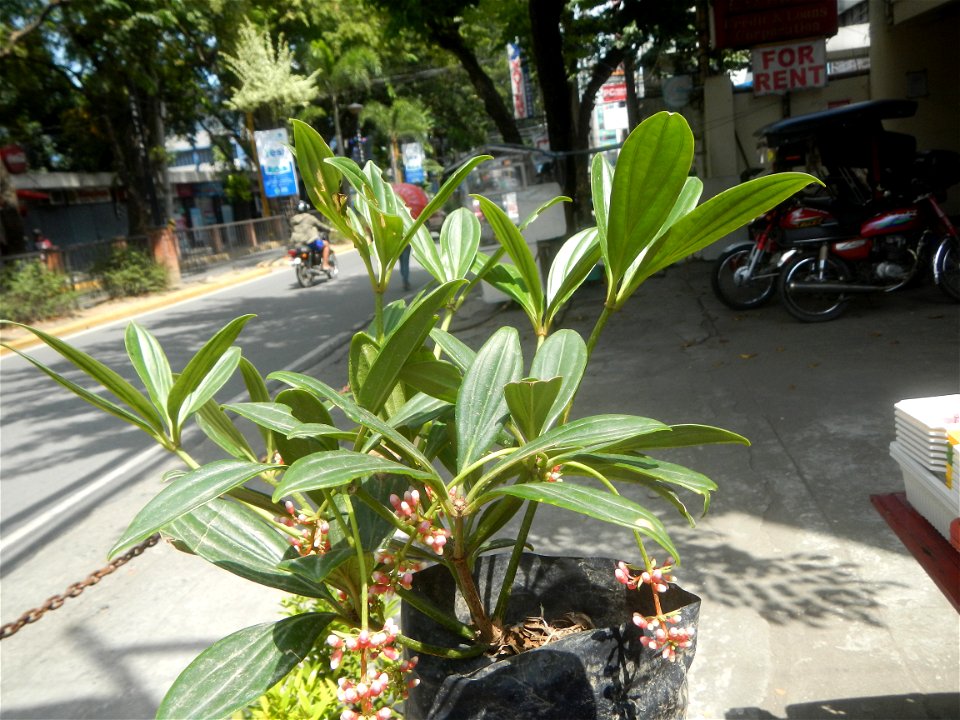 Medinilla in the Philippines  Medinilla speciosa    Medinilla magnifica in Poblacion, Baliuag, Bulacan Timeline of the 2020 coronavirus pandemic in the Philippines  2020 coronavirus pandemic in the Ph