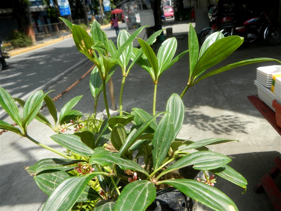 Medinilla in the Philippines  Medinilla speciosa    Medinilla magnifica in Poblacion, Baliuag, Bulacan Timeline of the 2020 coronavirus pandemic in the Philippines  2020 coronavirus pandemic in the Ph