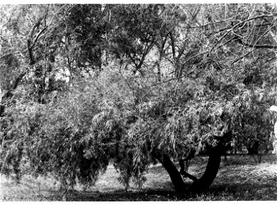 Agonis Flexuosa, Botanic Gardens