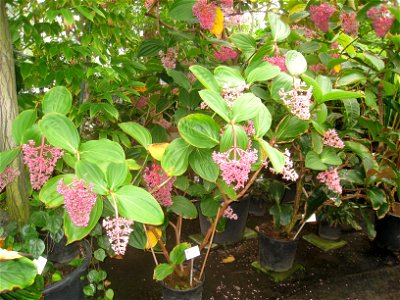 Medinilla magnifica specimen in the National Botanic Garden of Belgium, Meise, just north of Brussels, Belgium.