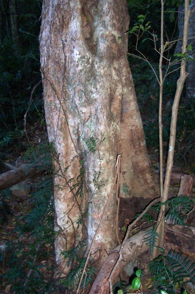 Syzygium_australe_-_Mt_Keira, NSW, Australia