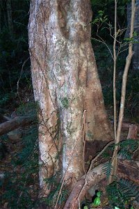 Syzygium_australe_-_Mt_Keira, NSW, Australia