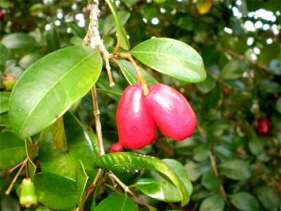 Syzygium australe, brush cherry, fruit and leaf.