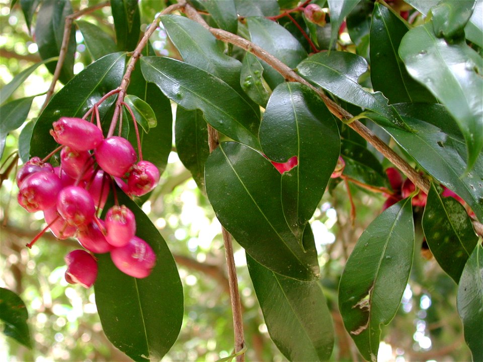 Close-up of foliage and drupes of Syzygium australe, Brush Cherry.  Photo taken in Pukerua Bay, New Zealand, in winter.