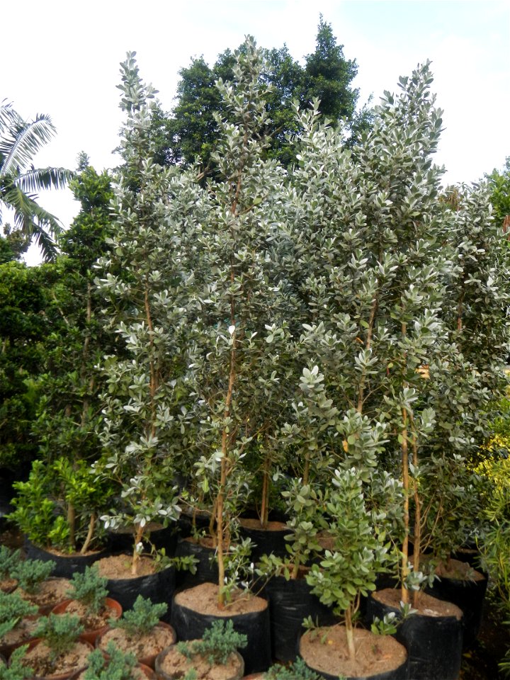 Conocarpus erectus Silver buttonwood  buttonwood or button mangrove in the Garden City of Guiguinto, Bulacan Barangay Santa Cruz 14°50'33"N  120°52'13"E Guiguinto, Bulacan Garden City of Guiguinto, Bu