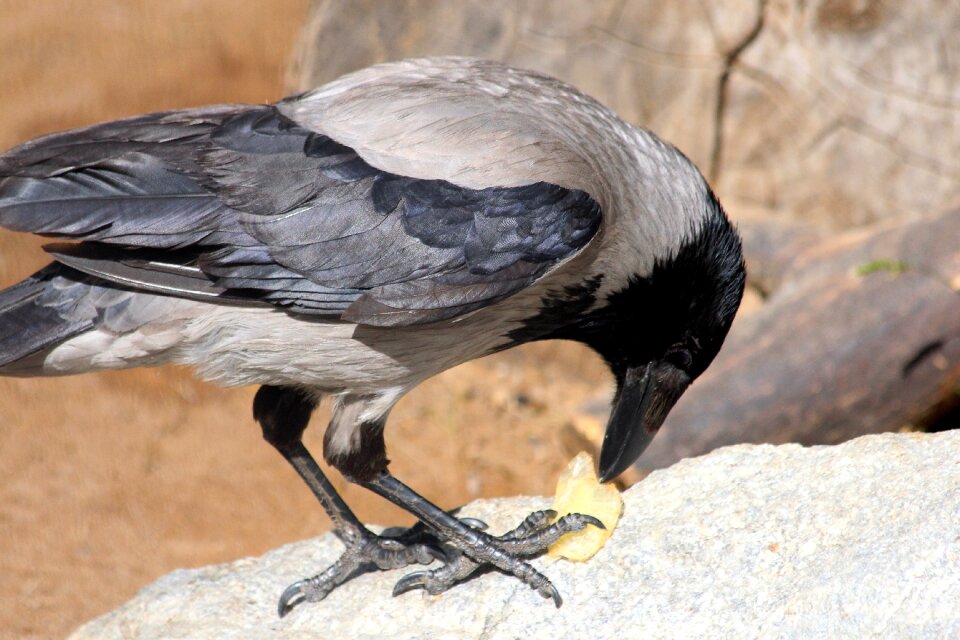 Animals plumage wild