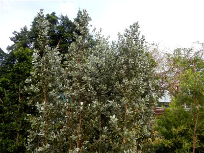 Conocarpus erectus Silver buttonwood  buttonwood or button mangrove in the Garden City of Guiguinto, Bulacan Barangay Santa Cruz 14°50'33"N  120°52'13"E Guiguinto, Bulacan Garden City of Guiguinto, Bu