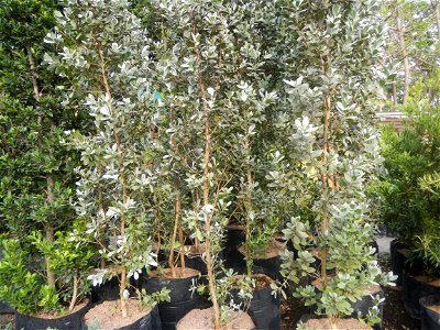 Conocarpus erectus Silver buttonwood  buttonwood or button mangrove in the Garden City of Guiguinto, Bulacan Barangay Santa Cruz 14°50'33"N  120°52'13"E Guiguinto, Bulacan Garden City of Guiguinto, Bu