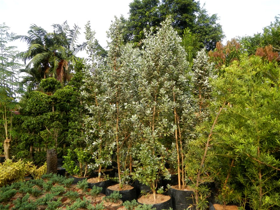 Conocarpus erectus Silver buttonwood  buttonwood or button mangrove in the Garden City of Guiguinto, Bulacan Barangay Santa Cruz 14°50'33"N  120°52'13"E Guiguinto, Bulacan Garden City of Guiguinto, Bu