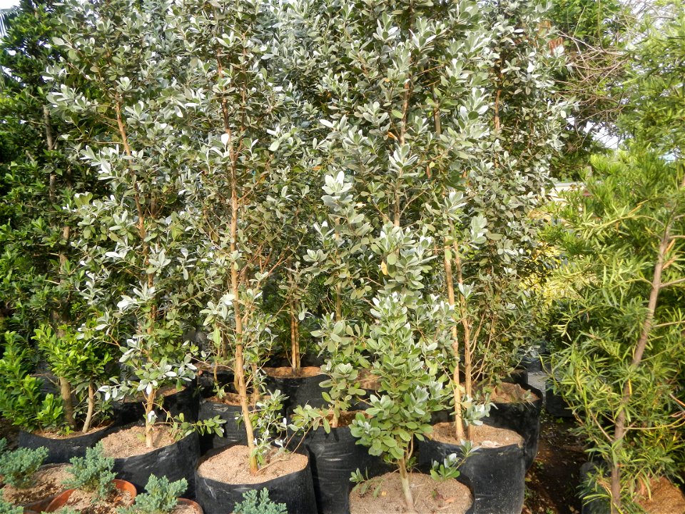 Conocarpus erectus Silver buttonwood  buttonwood or button mangrove in the Garden City of Guiguinto, Bulacan Barangay Santa Cruz 14°50'33"N  120°52'13"E Guiguinto, Bulacan Garden City of Guiguinto, Bu