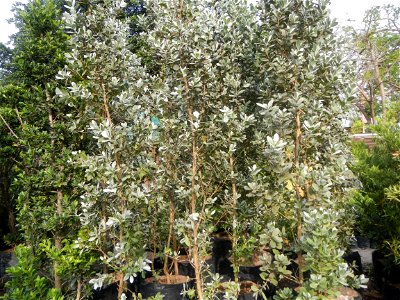 Conocarpus erectus Silver buttonwood  buttonwood or button mangrove in the Garden City of Guiguinto, Bulacan Barangay Santa Cruz 14°50'33"N  120°52'13"E Guiguinto, Bulacan Garden City of Guiguinto, Bu