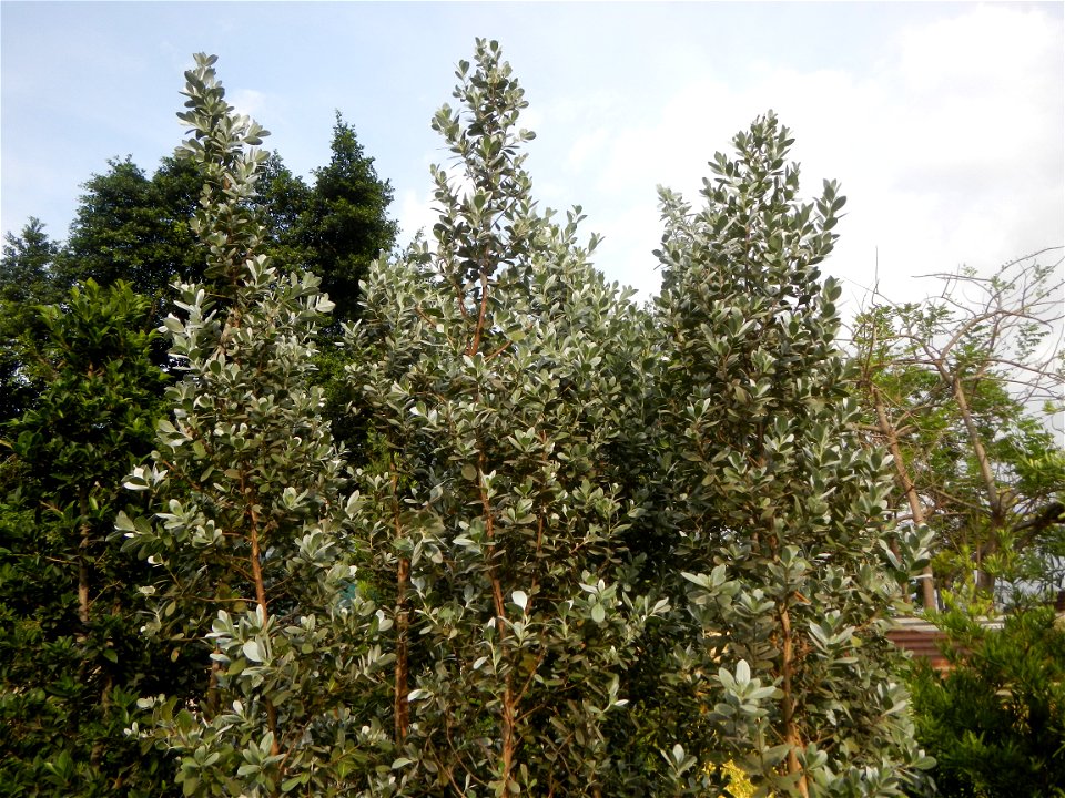 Conocarpus erectus Silver buttonwood  buttonwood or button mangrove in the Garden City of Guiguinto, Bulacan Barangay Santa Cruz 14°50'33"N  120°52'13"E Guiguinto, Bulacan Garden City of Guiguinto, Bu