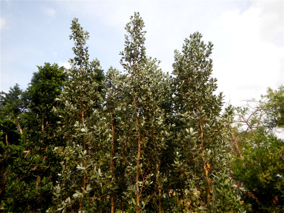 Conocarpus erectus Silver buttonwood  buttonwood or button mangrove in the Garden City of Guiguinto, Bulacan Barangay Santa Cruz 14°50'33"N  120°52'13"E Guiguinto, Bulacan Garden City of Guiguinto, Bu