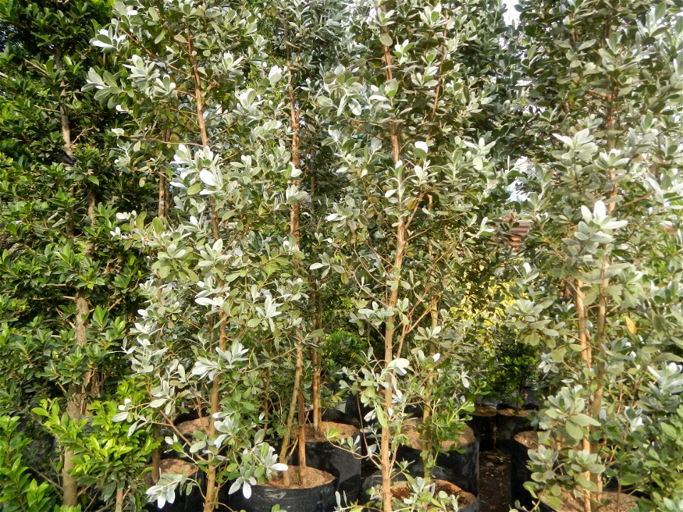 Conocarpus erectus Silver buttonwood  buttonwood or button mangrove in the Garden City of Guiguinto, Bulacan Barangay Santa Cruz 14°50'33"N  120°52'13"E Guiguinto, Bulacan Garden City of Guiguinto, Bu