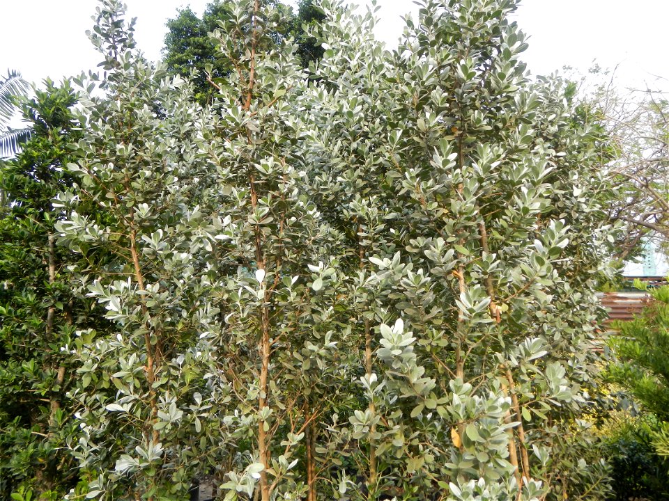 Conocarpus erectus Silver buttonwood  buttonwood or button mangrove in the Garden City of Guiguinto, Bulacan Barangay Santa Cruz 14°50'33"N  120°52'13"E Guiguinto, Bulacan Garden City of Guiguinto, Bu