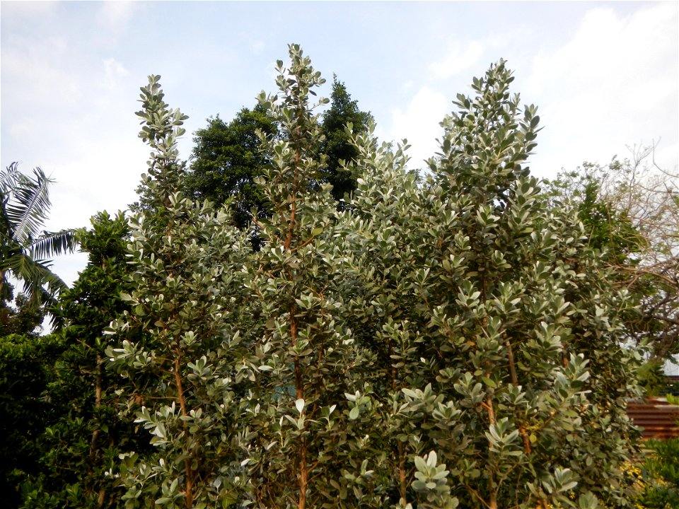 Conocarpus erectus Silver buttonwood  buttonwood or button mangrove in the Garden City of Guiguinto, Bulacan Barangay Santa Cruz 14°50'33"N  120°52'13"E Guiguinto, Bulacan Garden City of Guiguinto, Bu