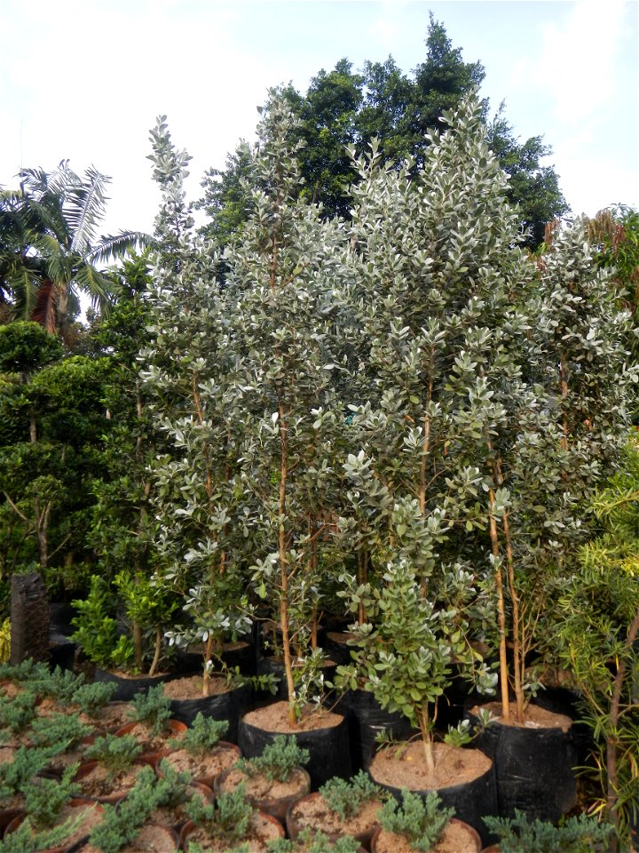 Conocarpus erectus Silver buttonwood  buttonwood or button mangrove in the Garden City of Guiguinto, Bulacan Barangay Santa Cruz 14°50'33"N  120°52'13"E Guiguinto, Bulacan Garden City of Guiguinto, Bu