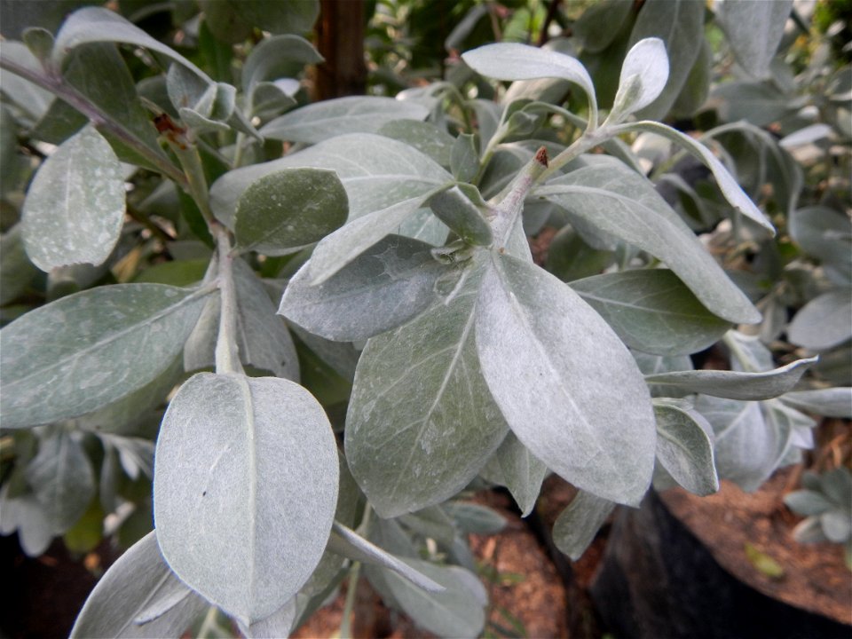 Conocarpus erectus Silver buttonwood  buttonwood or button mangrove in the Garden City of Guiguinto, Bulacan Barangay Santa Cruz 14°50'33"N  120°52'13"E Guiguinto, Bulacan Garden City of Guiguinto, Bu