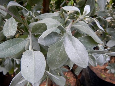 Conocarpus erectus Silver buttonwood  buttonwood or button mangrove in the Garden City of Guiguinto, Bulacan Barangay Santa Cruz 14°50'33"N  120°52'13"E Guiguinto, Bulacan Garden City of Guiguinto, Bu