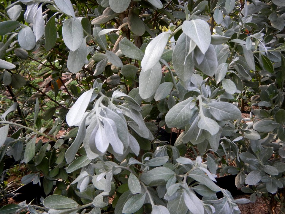Conocarpus erectus Silver buttonwood  buttonwood or button mangrove in the Garden City of Guiguinto, Bulacan Barangay Santa Cruz 14°50'33"N  120°52'13"E Guiguinto, Bulacan Garden City of Guiguinto, Bu