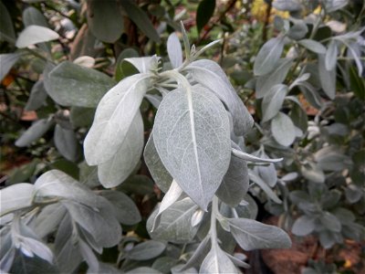 Conocarpus erectus Silver buttonwood  buttonwood or button mangrove in the Garden City of Guiguinto, Bulacan Barangay Santa Cruz 14°50'33"N  120°52'13"E Guiguinto, Bulacan Garden City of Guiguinto, Bu