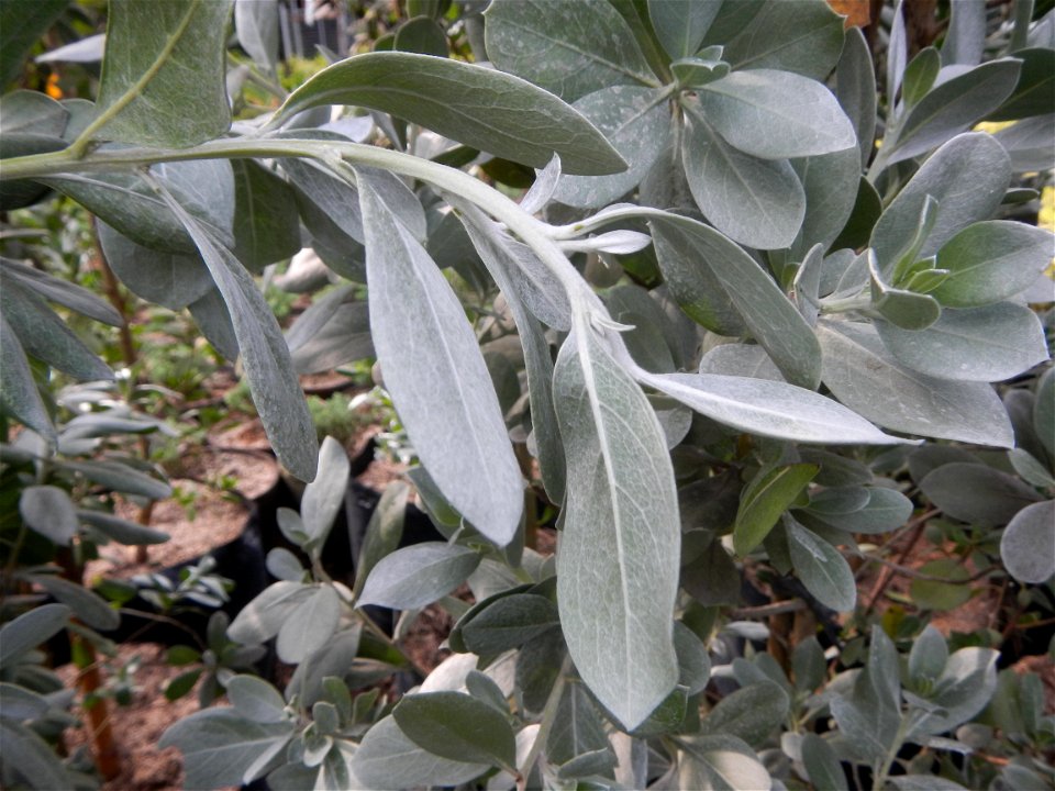 Conocarpus erectus Silver buttonwood  buttonwood or button mangrove in the Garden City of Guiguinto, Bulacan Barangay Santa Cruz 14°50'33"N  120°52'13"E Guiguinto, Bulacan Garden City of Guiguinto, Bu