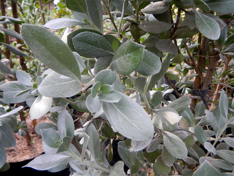 Conocarpus erectus Silver buttonwood  buttonwood or button mangrove in the Garden City of Guiguinto, Bulacan Barangay Santa Cruz 14°50'33"N  120°52'13"E Guiguinto, Bulacan Garden City of Guiguinto, Bu