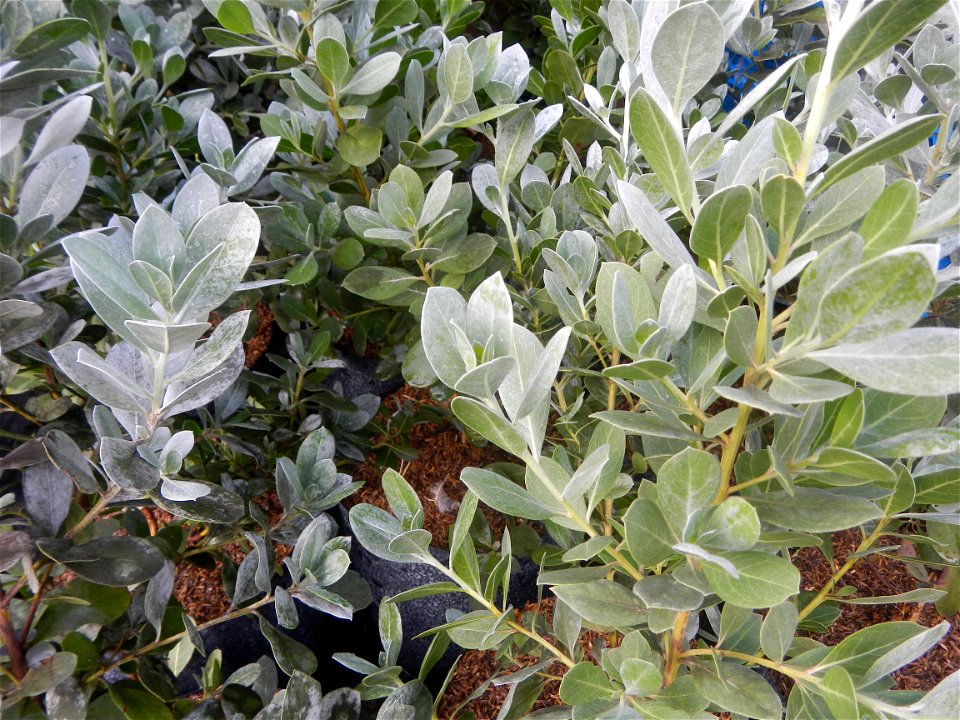 Conocarpus erectus Silver buttonwood  buttonwood or button mangrove in the Garden City of Guiguinto, Bulacan Barangay Santa Cruz 14°50'33"N  120°52'13"E Guiguinto, Bulacan Garden City of Guiguinto, Bu