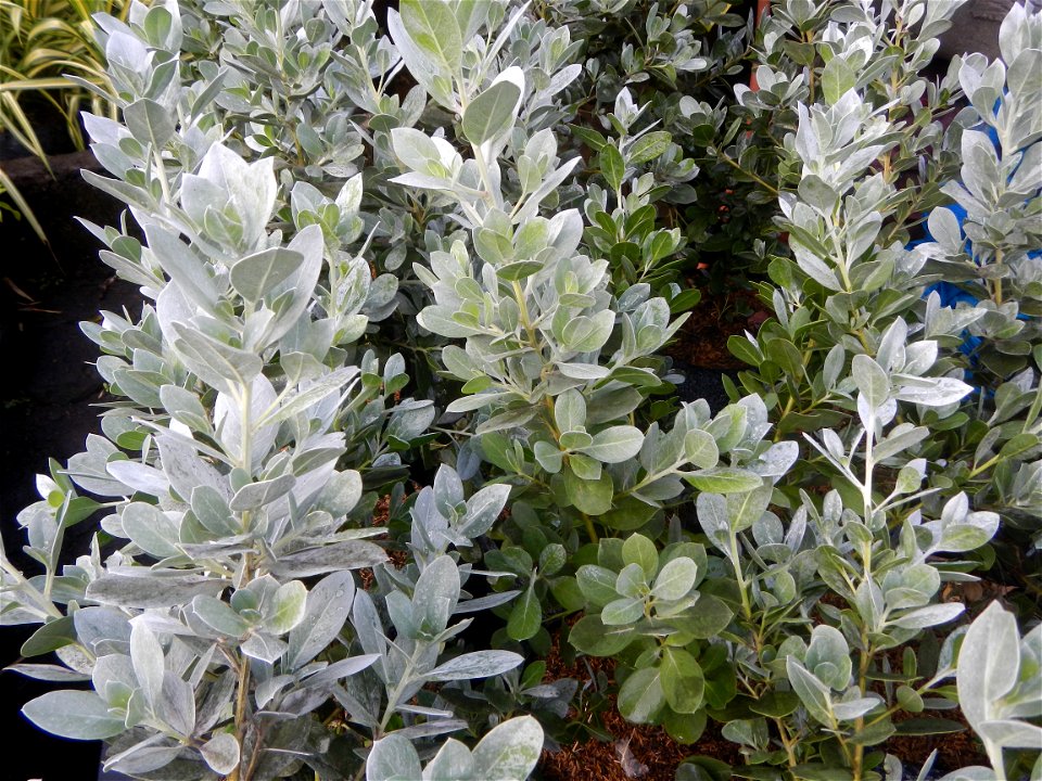 Conocarpus erectus Silver buttonwood  buttonwood or button mangrove in the Garden City of Guiguinto, Bulacan Barangay Santa Cruz 14°50'33"N  120°52'13"E Guiguinto, Bulacan Garden City of Guiguinto, Bu