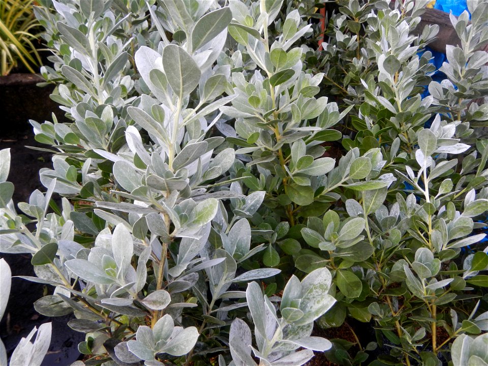Conocarpus erectus Silver buttonwood  buttonwood or button mangrove in the Garden City of Guiguinto, Bulacan Barangay Santa Cruz 14°50'33"N  120°52'13"E Guiguinto, Bulacan Garden City of Guiguinto, Bu