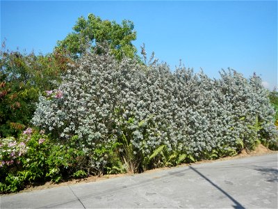 Bougainvillea Cultivars in the Philippines and Conocarpus erectus Silver buttonwood  buttonwood or button mangrove in Barangay Agnaya 14°53'5"N   120°51'25"E, Plaridel, Bulacan  (Note: Judge Florentin