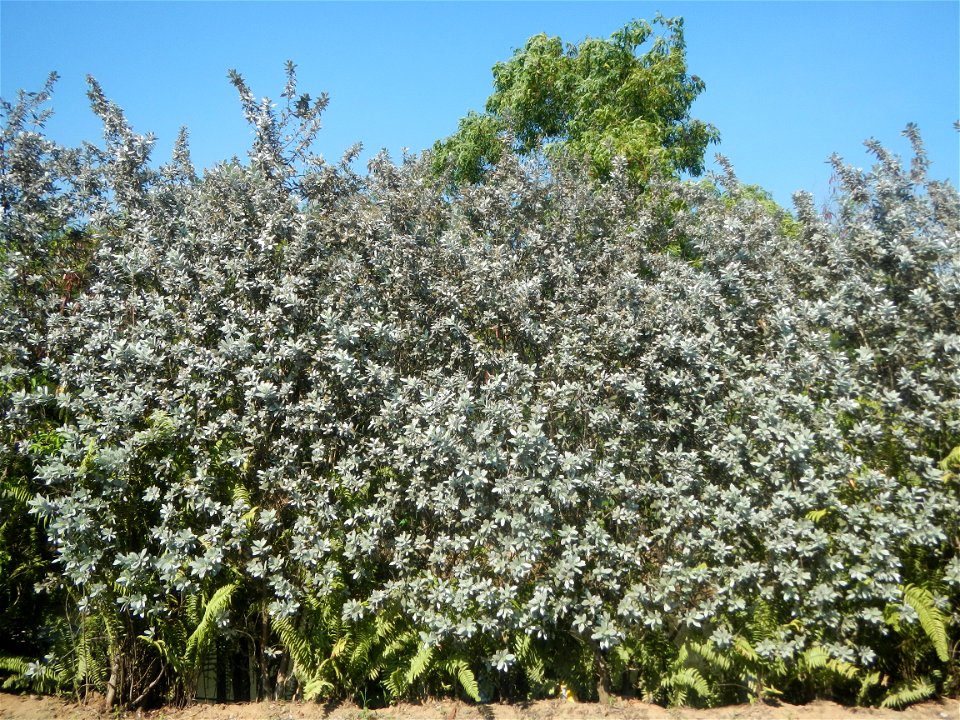 Bougainvillea Cultivars in the Philippines and Conocarpus erectus Silver buttonwood  buttonwood or button mangrove in Barangay Agnaya 14°53'5"N   120°51'25"E, Plaridel, Bulacan  (Note: Judge Florentin