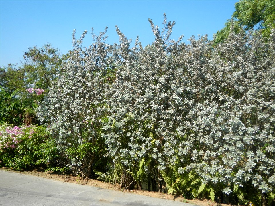 Bougainvillea Cultivars in the Philippines and Conocarpus erectus Silver buttonwood  buttonwood or button mangrove in Barangay Agnaya 14°53'5"N   120°51'25"E, Plaridel, Bulacan  (Note: Judge Florentin