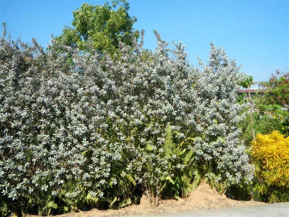Bougainvillea Cultivars in the Philippines and Conocarpus erectus Silver buttonwood  buttonwood or button mangrove in Barangay Agnaya 14°53'5"N   120°51'25"E, Plaridel, Bulacan  (Note: Judge Florentin