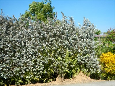 Bougainvillea Cultivars in the Philippines and Conocarpus erectus Silver buttonwood  buttonwood or button mangrove in Barangay Agnaya 14°53'5"N   120°51'25"E, Plaridel, Bulacan  (Note: Judge Florentin