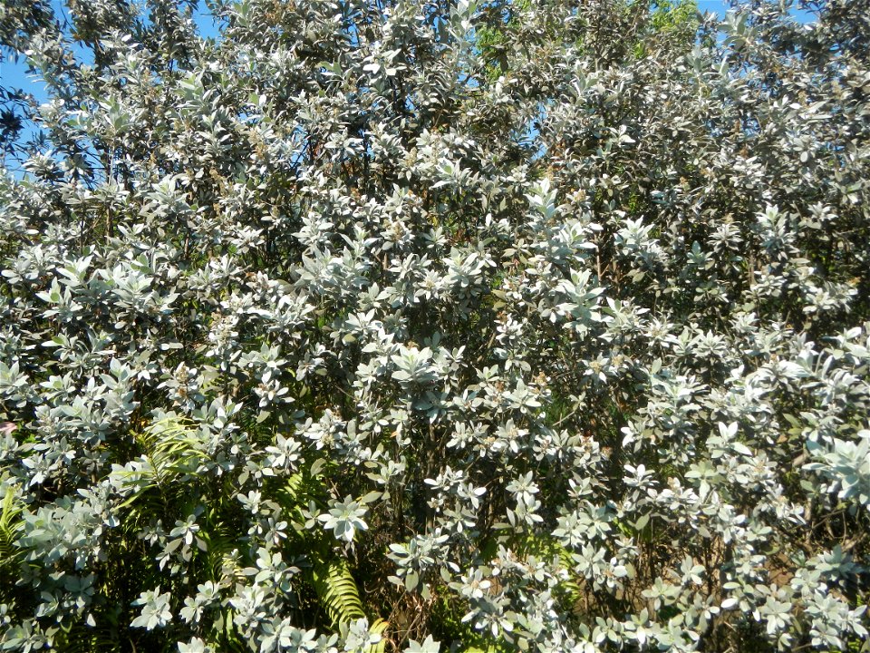 Bougainvillea Cultivars in the Philippines and Conocarpus erectus Silver buttonwood  buttonwood or button mangrove in Barangay Agnaya 14°53'5"N   120°51'25"E, Plaridel, Bulacan  (Note: Judge Florentin