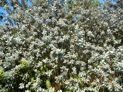 Bougainvillea Cultivars in the Philippines and Conocarpus erectus Silver buttonwood  buttonwood or button mangrove in Barangay Agnaya 14°53'5"N   120°51'25"E, Plaridel, Bulacan  (Note: Judge Florentin