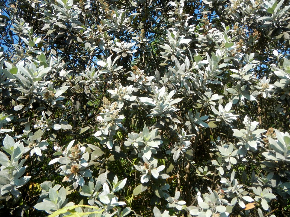 Bougainvillea Cultivars in the Philippines and Conocarpus erectus Silver buttonwood  buttonwood or button mangrove in Barangay Agnaya 14°53'5"N   120°51'25"E, Plaridel, Bulacan  (Note: Judge Florentin