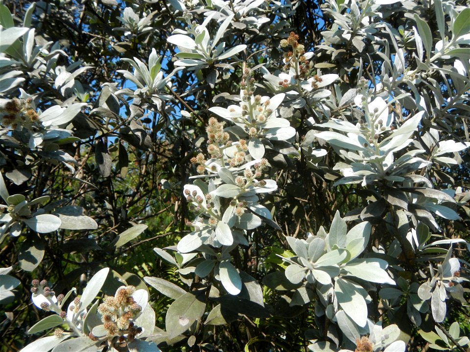 Bougainvillea Cultivars in the Philippines and Conocarpus erectus Silver buttonwood  buttonwood or button mangrove in Barangay Agnaya 14°53'5"N   120°51'25"E, Plaridel, Bulacan  (Note: Judge Florentin