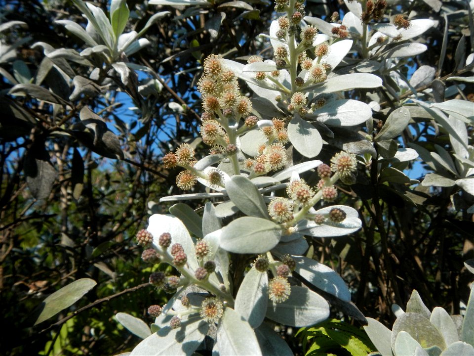 Bougainvillea Cultivars in the Philippines and Conocarpus erectus Silver buttonwood  buttonwood or button mangrove in Barangay Agnaya 14°53'5"N   120°51'25"E, Plaridel, Bulacan  (Note: Judge Florentin