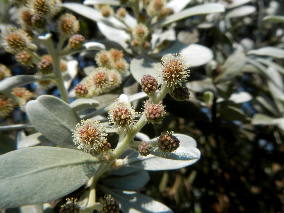 Bougainvillea Cultivars in the Philippines and Conocarpus erectus Silver buttonwood  buttonwood or button mangrove in Barangay Agnaya 14°53'5"N   120°51'25"E, Plaridel, Bulacan  (Note: Judge Florentin