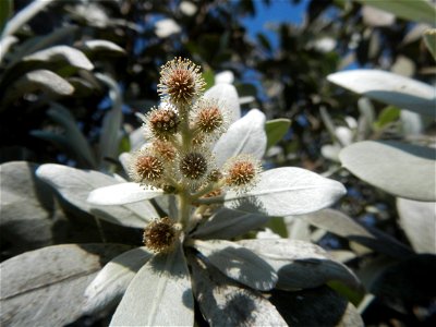 Bougainvillea Cultivars in the Philippines and Conocarpus erectus Silver buttonwood buttonwood or button mangrove in Barangay Agnaya 14°53'5"N 120°51'25"E, Plaridel, Bulacan (Note: Judge Florentin photo