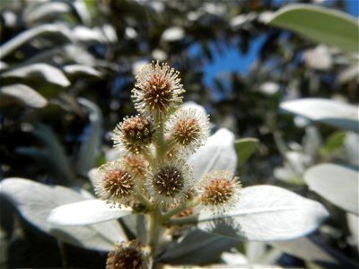 Bougainvillea Cultivars in the Philippines and Conocarpus erectus Silver buttonwood buttonwood or button mangrove in Barangay Agnaya 14°53'5"N 120°51'25"E, Plaridel, Bulacan (Note: Judge Florentin photo