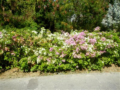 Bougainvillea Cultivars in the Philippines and Conocarpus erectus Silver buttonwood  buttonwood or button mangrove in Barangay Agnaya 14°53'5"N   120°51'25"E, Plaridel, Bulacan  (Note: Judge Florentin
