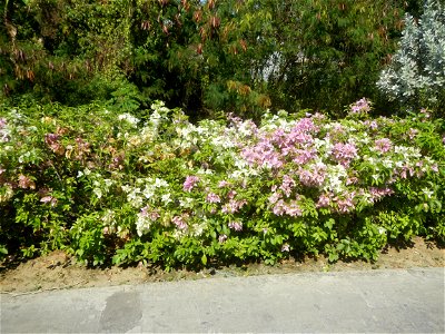 Bougainvillea Cultivars in the Philippines and Conocarpus erectus Silver buttonwood buttonwood or button mangrove in Barangay Agnaya 14°53'5"N 120°51'25"E, Plaridel, Bulacan (Note: Judge Florentin photo