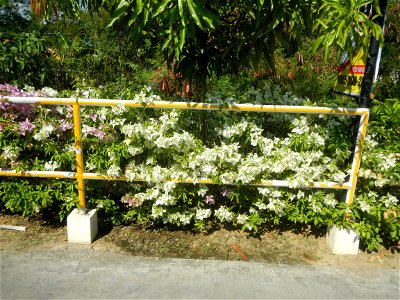 Bougainvillea Cultivars in the Philippines and Conocarpus erectus Silver buttonwood buttonwood or button mangrove in Barangay Agnaya 14°53'5"N 120°51'25"E, Plaridel, Bulacan (Note: Judge Florentin photo