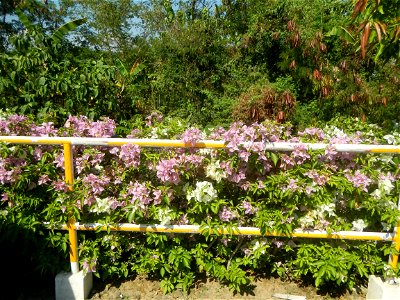 Bougainvillea Cultivars in the Philippines and Conocarpus erectus Silver buttonwood buttonwood or button mangrove in Barangay Agnaya 14°53'5"N 120°51'25"E, Plaridel, Bulacan (Note: Judge Florentin photo